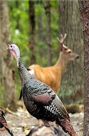 Buck Tom Animals Wild Hunting Dogs Turkey Hunting