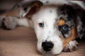 Rebecca Harrington Photography Puppy Love Puppies Australian Shepherd Puppy Love