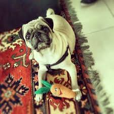 Dobbie Living The Pug Life In Dubai Pugs Pug Life Dog Adoption