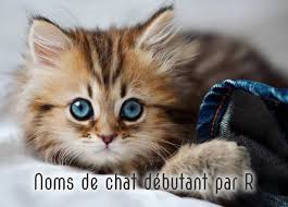 Cela vaut aussi pour les chats que l'on adopte en refuge et qui ont déjà un sobriquet. Noms De Chat Male Et Femelle Commencant Par R Monchat Ca