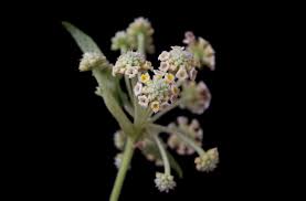 Image result for Lippia somalensis
