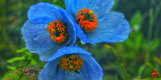 Situated in the anantnag district of jammu & kashmir valley, pahalgam is a beautiful hill station and a popular tourist attraction. Valley Of Flowers Trek 2021 Trek Best Colorful Heaven Himalayan Hikers