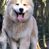 In both cases, the coat is double, with a dense and soft undercoat. 1