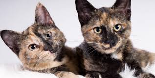 Looking for unusual cat name ideas? 10 Fascinating Facts About Tortoiseshell Cats Tortoiseshell Cat Information