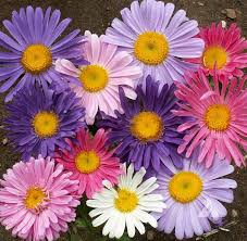 Check spelling or type a new query. Single Mix China Aster Callistephus Chinensis Applewood Seed Co