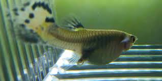 Angelfish, surprisingly, are very good parents and you will find that they are highly attentive towards their young. Do Guppy Fish Lay Eggs