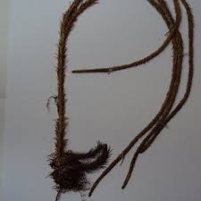 Image result for Vittaria reekmansii