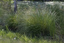 Image result for Fuirena stricta