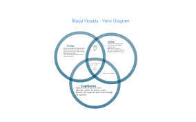 The first branch of the thyrocervical trunk is the inferior thyroid artery. Blood Vessels Venn Diagram By David Berry