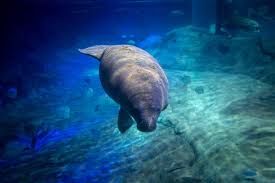 Local and breaking news and weather in manatee county, including bradenton, palmetto and anna maria. Columbus Zoo Welcomes 2 New Baby Manatees Returns 2 To Florida
