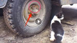 La serie cuenta los intentos fallidos de un gato llamado tom para atrapar a un ratón llamado jerry, causando mucha destrucción a su paso, no se sabe con certeza porque tom quiere atrapar a jerry, incluso en algunos capítulos ellos se. Kisah Tom And Jerry Dalam Kehidupan Nyata Ngakak Abis Lihat Tingkah Kucing Dan Tikus Ini Tribunstyle Com