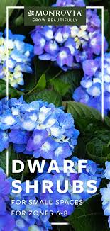 One shrub i have that i like that blooms in a lot of shade is black jetbead (rhodotypos scandens). We Ve Chosen 6 Dwarf Shrubs For Zones 6 8 That Are Perfect For Those Tight Spaces Dwarf Shrubs Shrubs For Landscaping Dwarf Flowering Shrubs