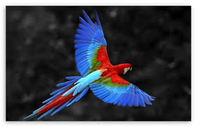 Image result for tbn:ED285OK8yRCGdM::www.hawanaajd.com/backgd/data/media/4/Wallpapers_-_Parrots_-_01.jpg
