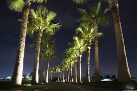 Pin By Theodora Papadopoulou On Akka Outdoor Tree Lighting Tropical Outdoor Lighting Outdoor Landscape Lighting