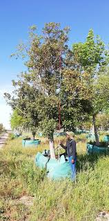 Image result for Rapanea melanophloeos