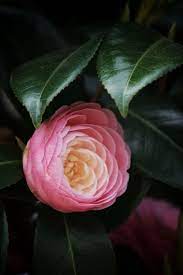 Pin By Jose Mariano Sanchez Silva On Camellia Tra Mi Beautiful Roses Flowers Rose