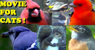 Birds For Cats To Watch Youtube Amazing Videos For Cats To Watch 2 Hours Of Birds Squirrels And Rabbits Cat Gif Cats Cool Gifs