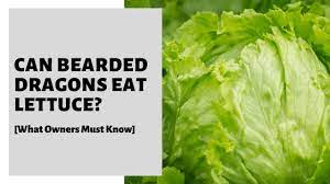 We did not find results for: Can Bearded Dragons Eat Lettuce What Owners Must Know