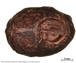 Image result for Keetia gueinzii