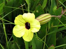 Image result for Melasma calycinum