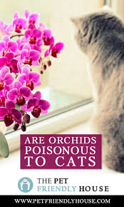 Orchids (orchidaceae) are a wide and diverse family of plants popular for their beautiful and often fragrant flowers. Pin On Cats In Nature Flowers