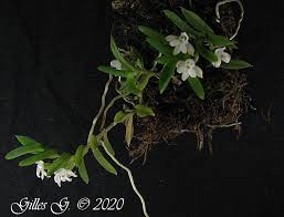Image result for Microcoelia megalorrhiza