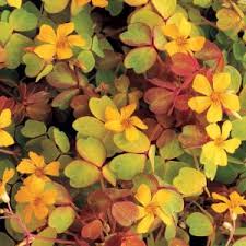 Image result for Oxalis depressa