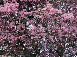 Image result for Tabebuia heterophylla