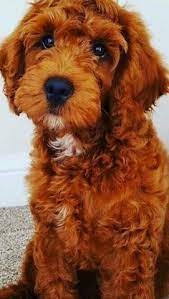 Red Apricot F1b Cockapoo Puppies Fn Pra Clear Northwich Cheshire Pets4homes Cockapoo Dog Cavapoo Puppies Cockapoo Puppies
