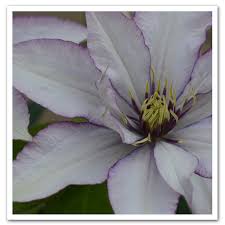 Check spelling or type a new query. Clematis Samaritan Jo Sugar Creek Gardens