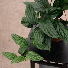 Image result for Monstera