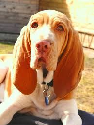 Image result for italský krátkosrstý ohař