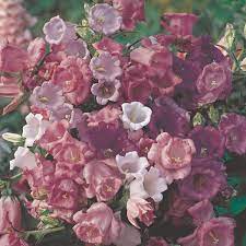 Canterbury Bells Cup And Saucer Mix A Leading Supplier Of Vegetable Seeds In Essex Uk Grow Your Own Vegetable Seeds Kingsseeds Com