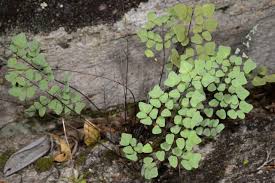 Image result for Pellaea boivinii