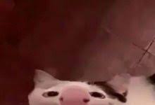 Onun için pencere önüne, dışarıyı rahat görebileceği bir alan oluşturun. Kediler Evde Yasayabilir Mi Patibiyografi