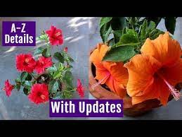 See How To Grow Care Hibiscus Plant At Home Perfectly Youtube Hibiscus Plant Growing Hibiscus Plants