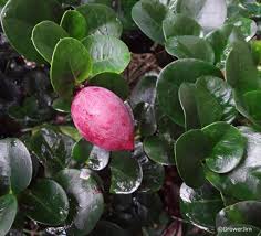 Image result for Carissa tetramera