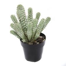 Image result for Euphorbia corniculata