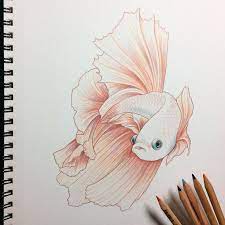 Image Result For Simple Ideas For Background Of A Drawing In Color Pencil Colorful Drawings Drawings Animal Drawings