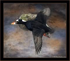 New Mounts Gallery 1 Waterfowl Taxidermy Duck Mount Taxidermy Display