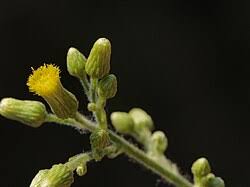 Image result for Blumea squarrosa