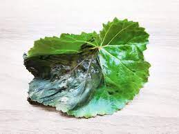 Why Are Begonia Leaves Turning Brown Crispy Plant Index