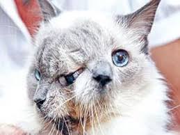 Iki Yuzlu Kedi 12 Yasina Basti