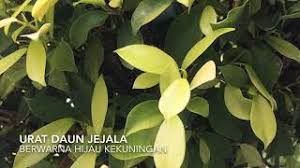 Asam urat adalah sebuah penyakit yang menyebabkan sendi si penderita menjadi nyeri, terasa panas, meradang, dan bahkan bengkak. Pokok Ara Youtube