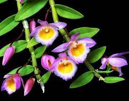 Dendrobium Orchid Care Orchids Care Info