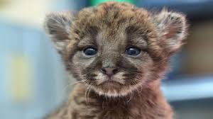 Florida panthers were heavily hunted after 1832 when a bounty on panthers was created. Beobachten Sie Den Florida Panther In Der Natur Traum Urlaub Florida