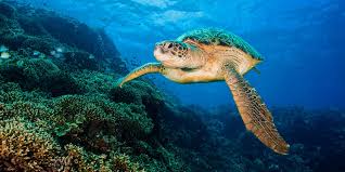 North sulawesi is your gateway to diving, travel, and adventure in the southwest pacific. Diving Manado Bunaken Lembeh Bangka Thalassa Dive Resorts Indonesia