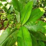 Image result for Palisota ambigua