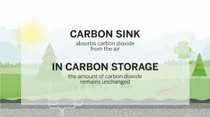 what is a carbon sink? youtube