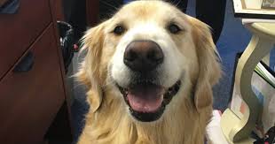 This Smiling Golden Retriever Is A One Of A Kind Therapy Dog Cbs News